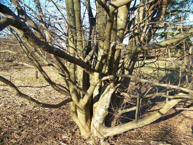 Persian Parrotia tree